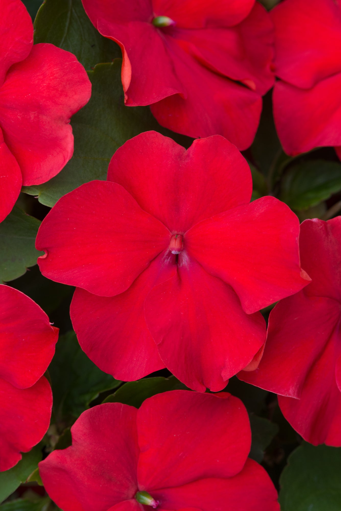 Impatiens  (Busy Lizzie) Beacon Bright Red Seeds