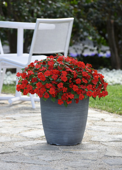 Impatiens  (Busy Lizzie) Beacon Bright Red Seeds