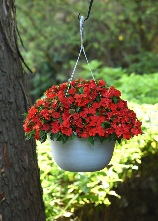 Impatiens  (Busy Lizzie) Beacon Bright Red Seeds