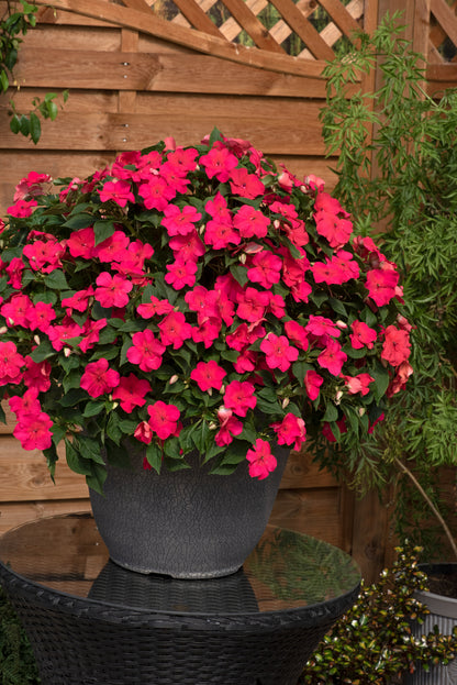 Impatiens (Busy Lizzie) Beacon Lipstick Seeds