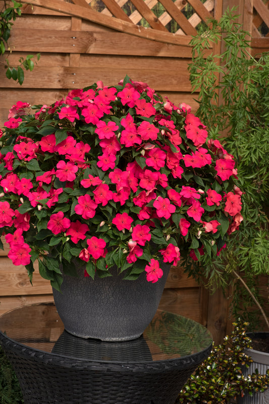 Impatiens (Busy Lizzie) Beacon Lipstick Seeds