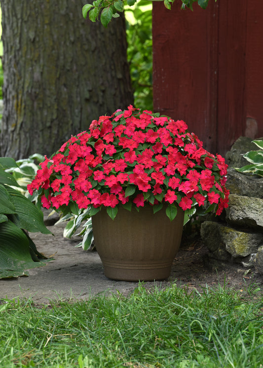 Impatiens (Busy Lizzie) Beacon Lipstick Seeds