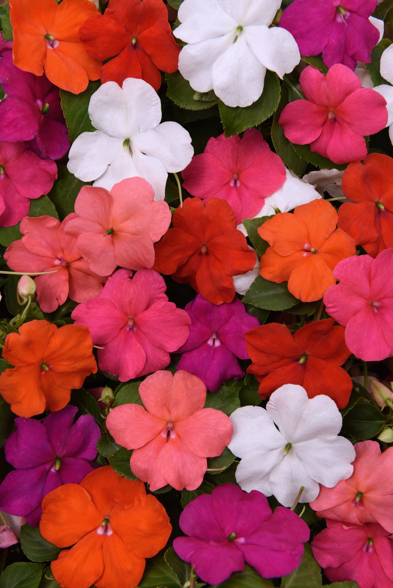 Impatiens (Busy Lizzie) Beacon Mix Seeds
