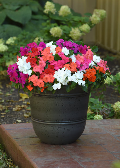 Impatiens (Busy Lizzie) Beacon Mix Seeds