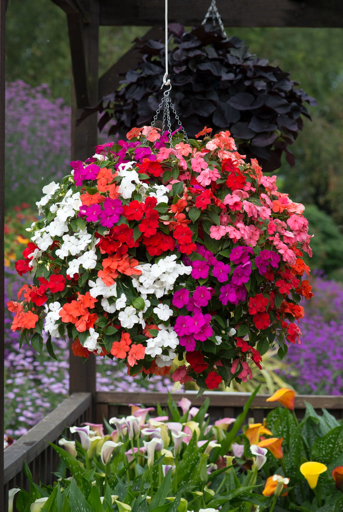 Impatiens (Busy Lizzie) Beacon Mix Seeds