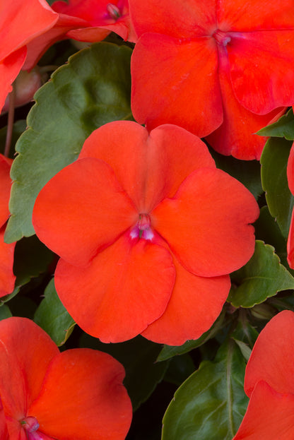 Impatiens  (Busy Lizzie) Beacon Orange Seeds