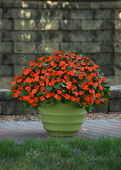 Impatiens  (Busy Lizzie) Beacon Orange Seeds