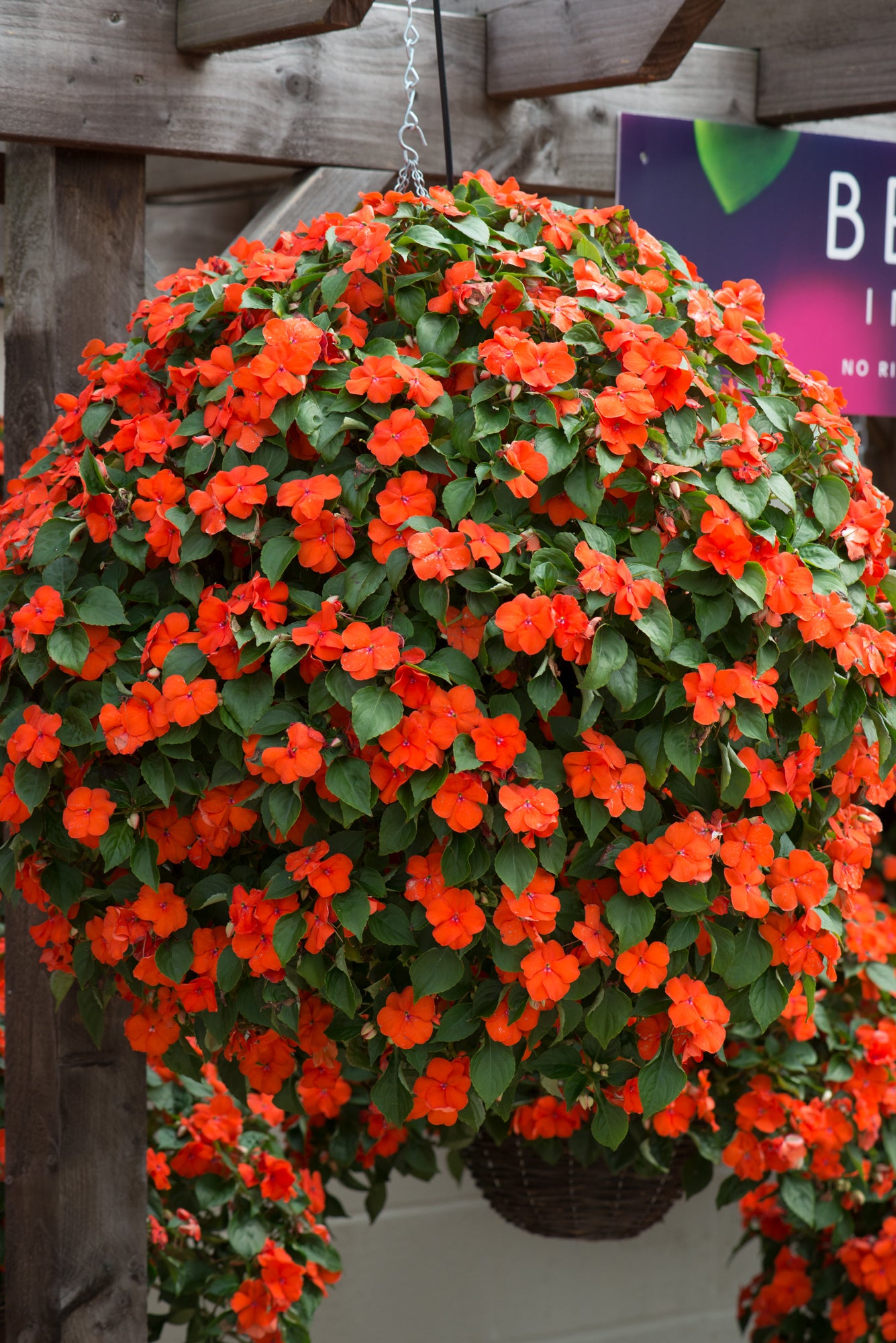 Impatiens  (Busy Lizzie) Beacon Orange Seeds