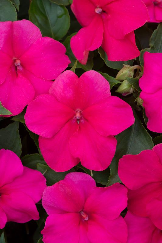 Impatiens (Busy Lizzie) Beacon Rose Seeds