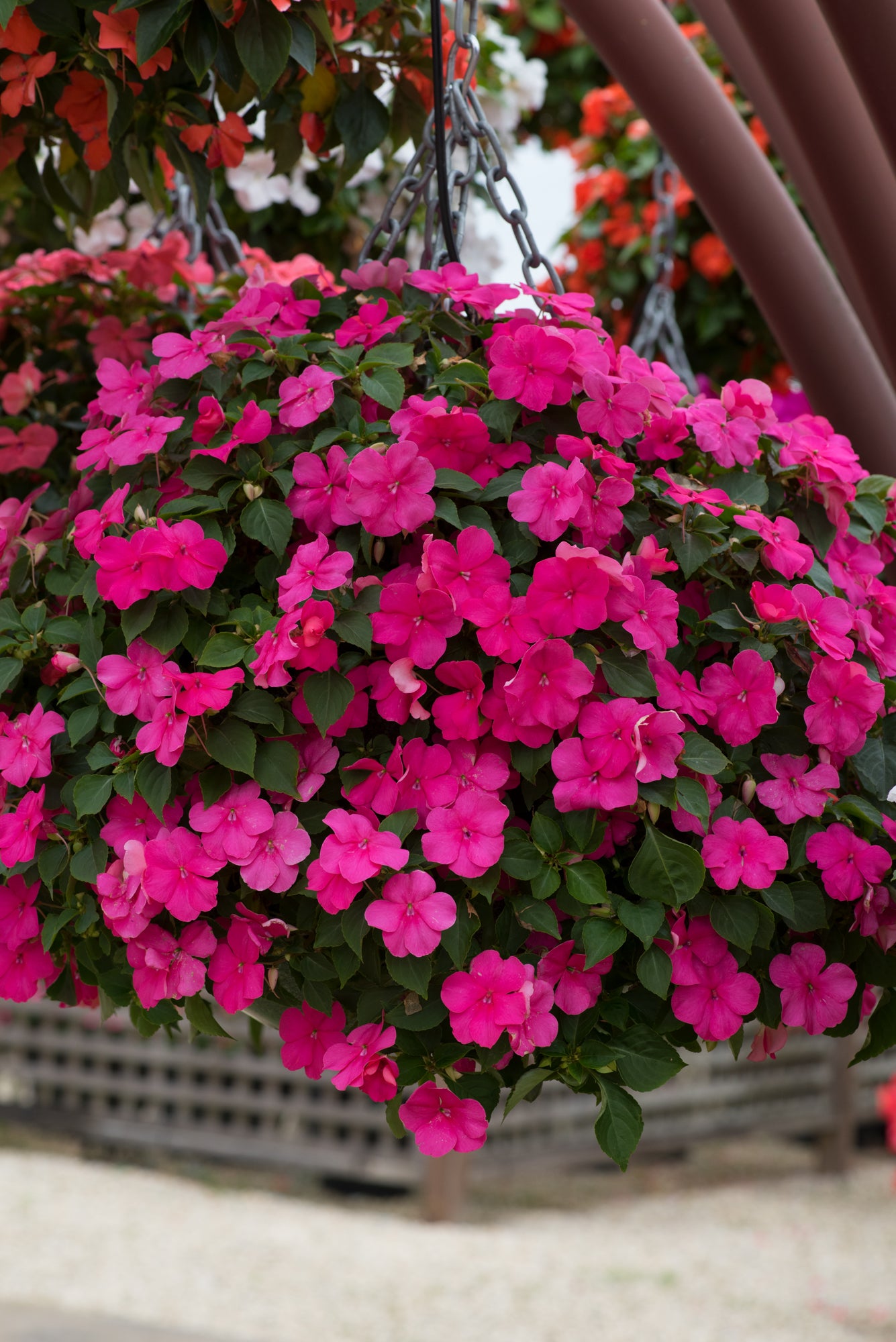 Impatiens (Busy Lizzie) Beacon Rose Seeds