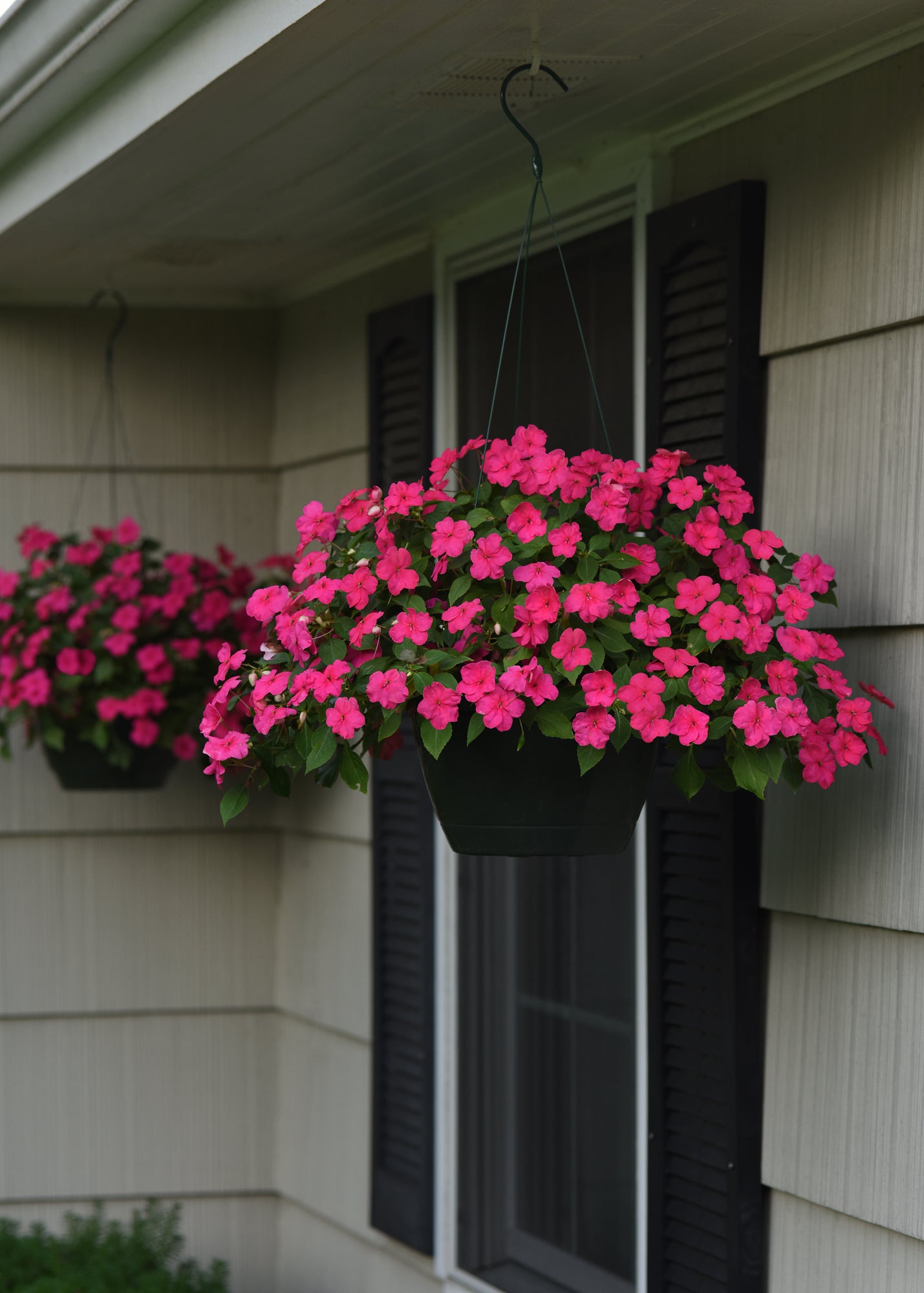 Impatiens (Busy Lizzie) Beacon Rose Seeds