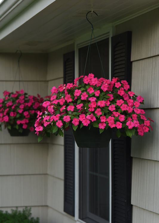 Impatiens (Busy Lizzie) Beacon Rose Seeds