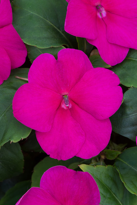Impatiens (Busy Lizzie) Beacon Violet Shades Seeds