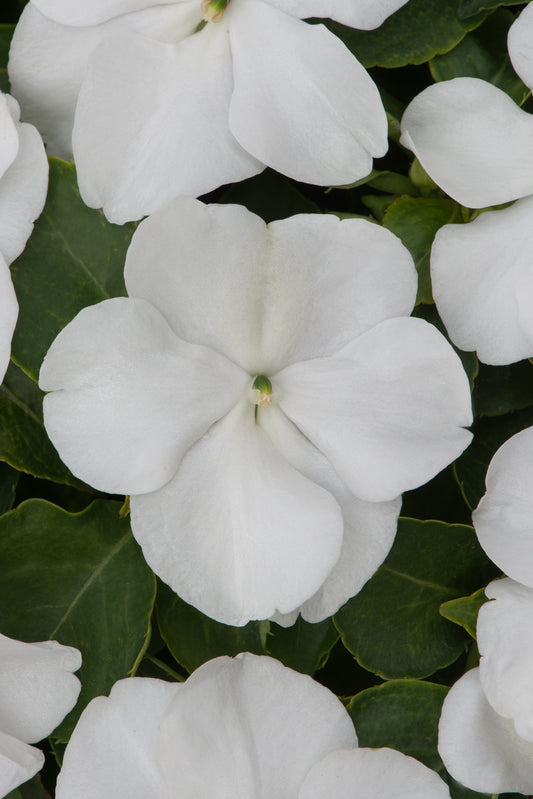 Impatiens  (Busy Lizzie) Beacon White Seeds