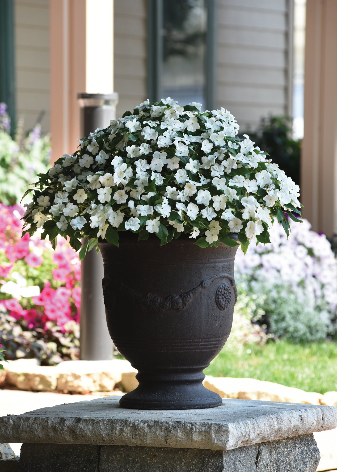 Impatiens  (Busy Lizzie) Beacon White Seeds
