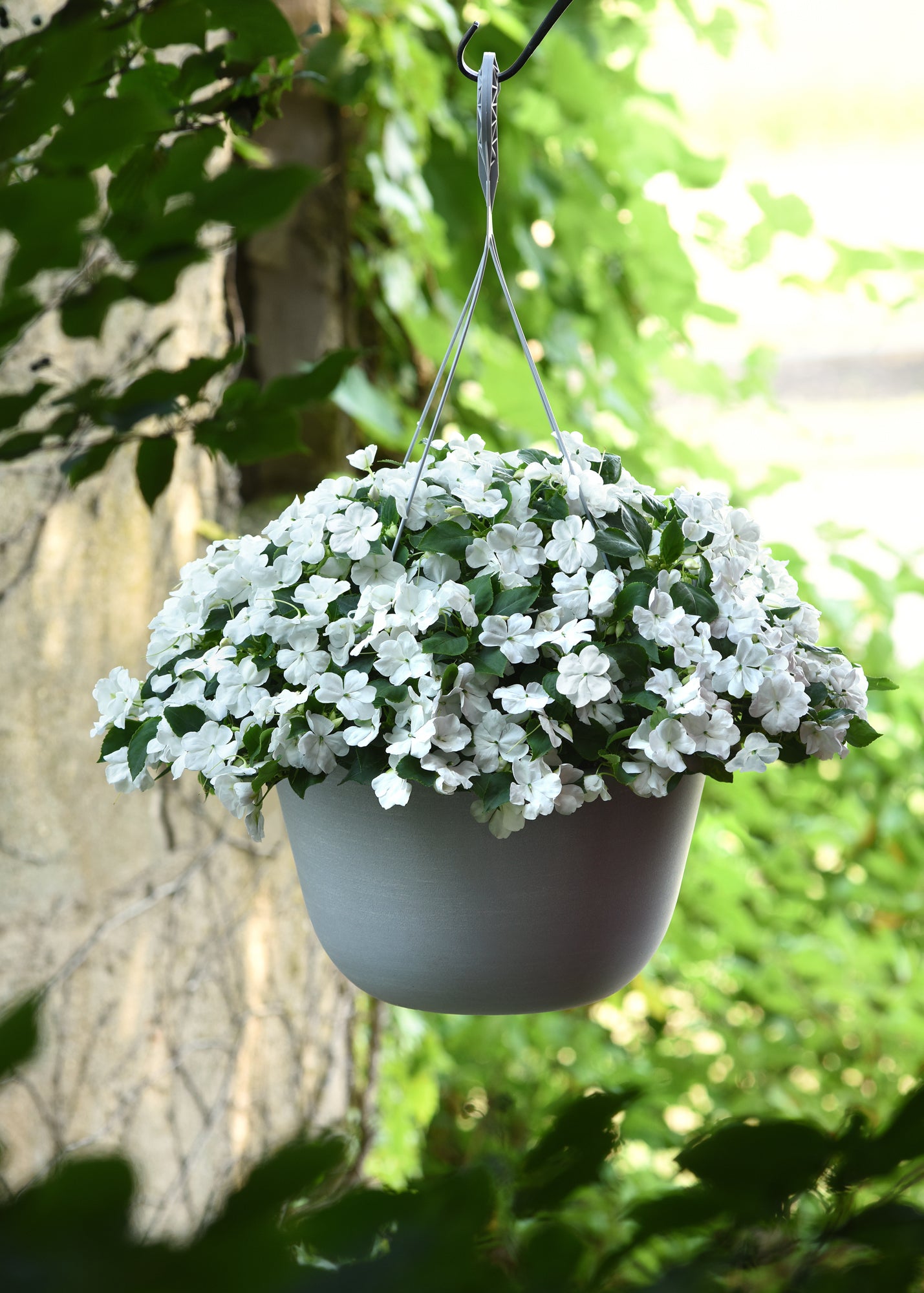 Impatiens  (Busy Lizzie) Beacon White Seeds