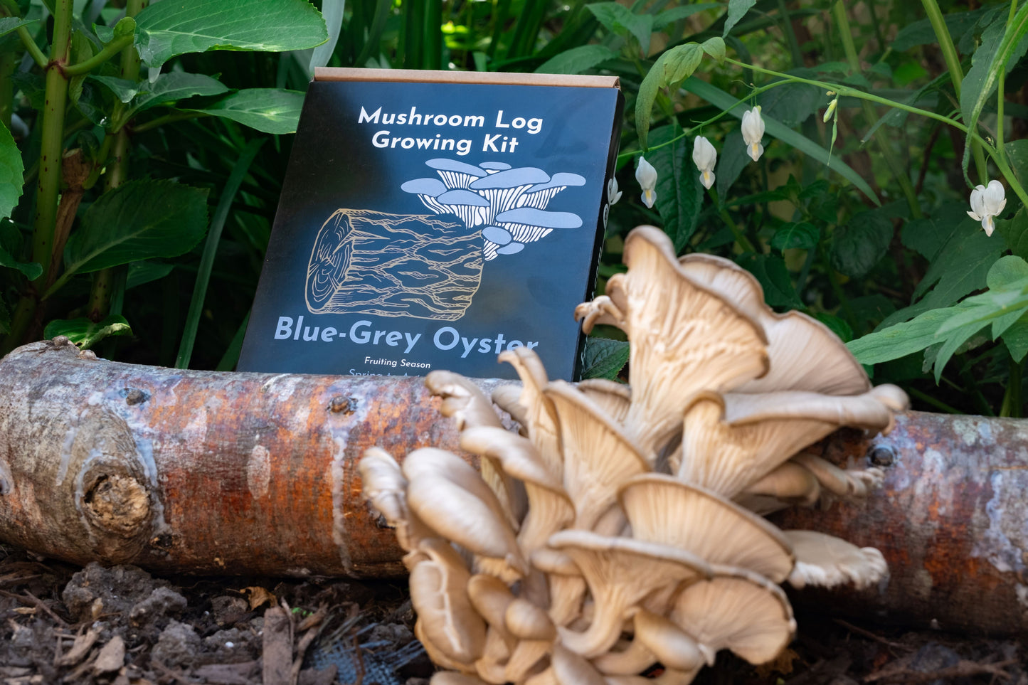 Mushroom - Blue Oyster Mushroom Log Growing Kit
