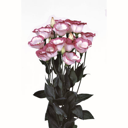 Lisianthus Piccolo Mix F1 Seed