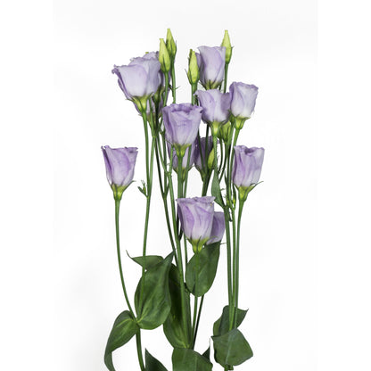 Lisianthus Piccolo Mix F1 Seed