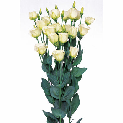 Lisianthus Piccolo Mix F1 Seed
