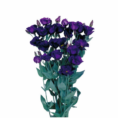 Lisianthus Piccolo Mix F1 Seed