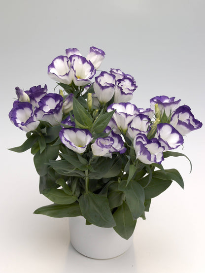 Lisianthus Carmen Mix F1 Seed