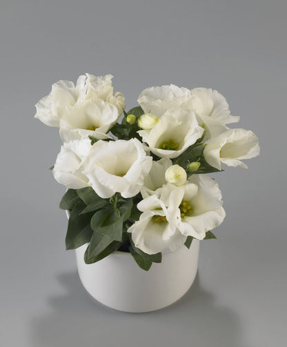 Lisianthus Carmen Mix F1 Seed