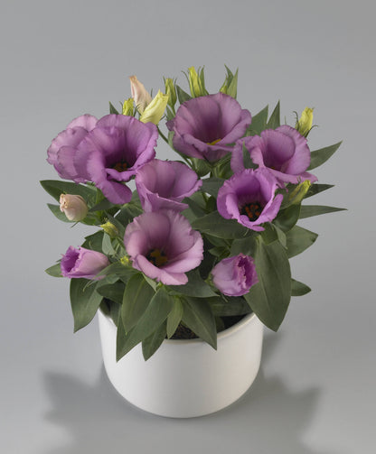 Lisianthus Carmen Mix F1 Seed