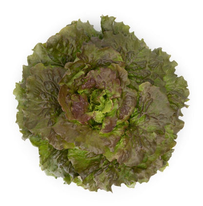 Lettuce Marinski RZ