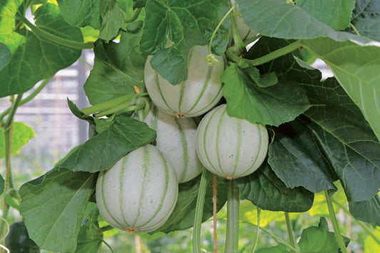 Melon France Mini Hybrid Seeds