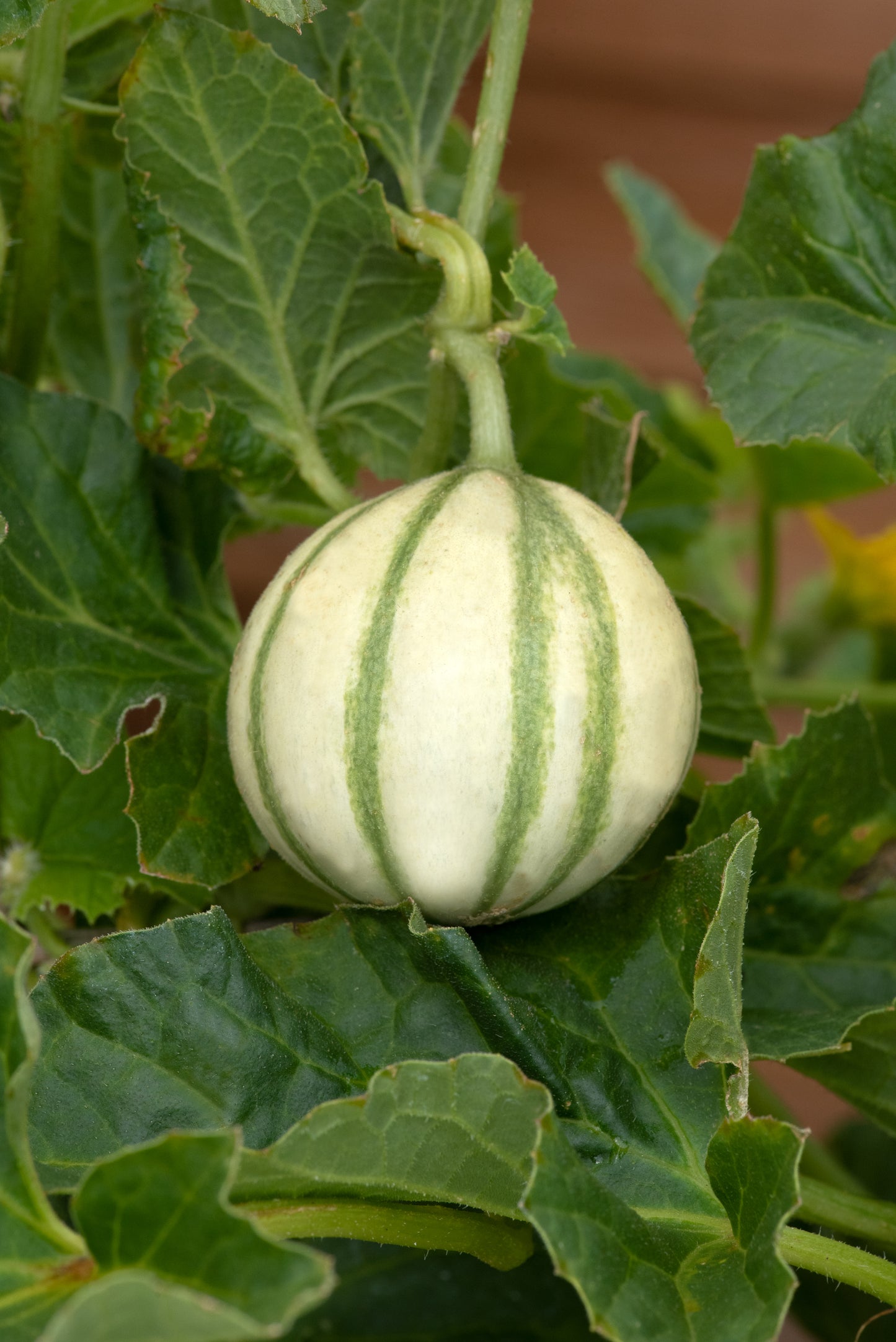 Melon France Mini Hybrid Seeds