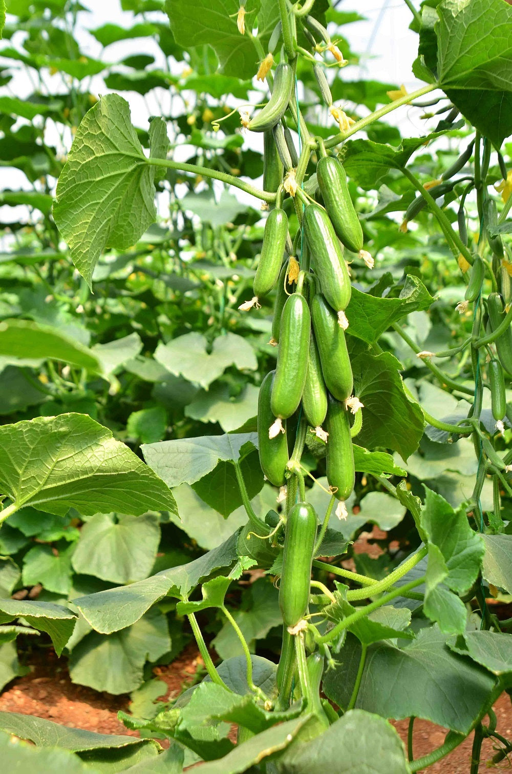 Cucumber Mini Munch F1 Hybrid Seeds