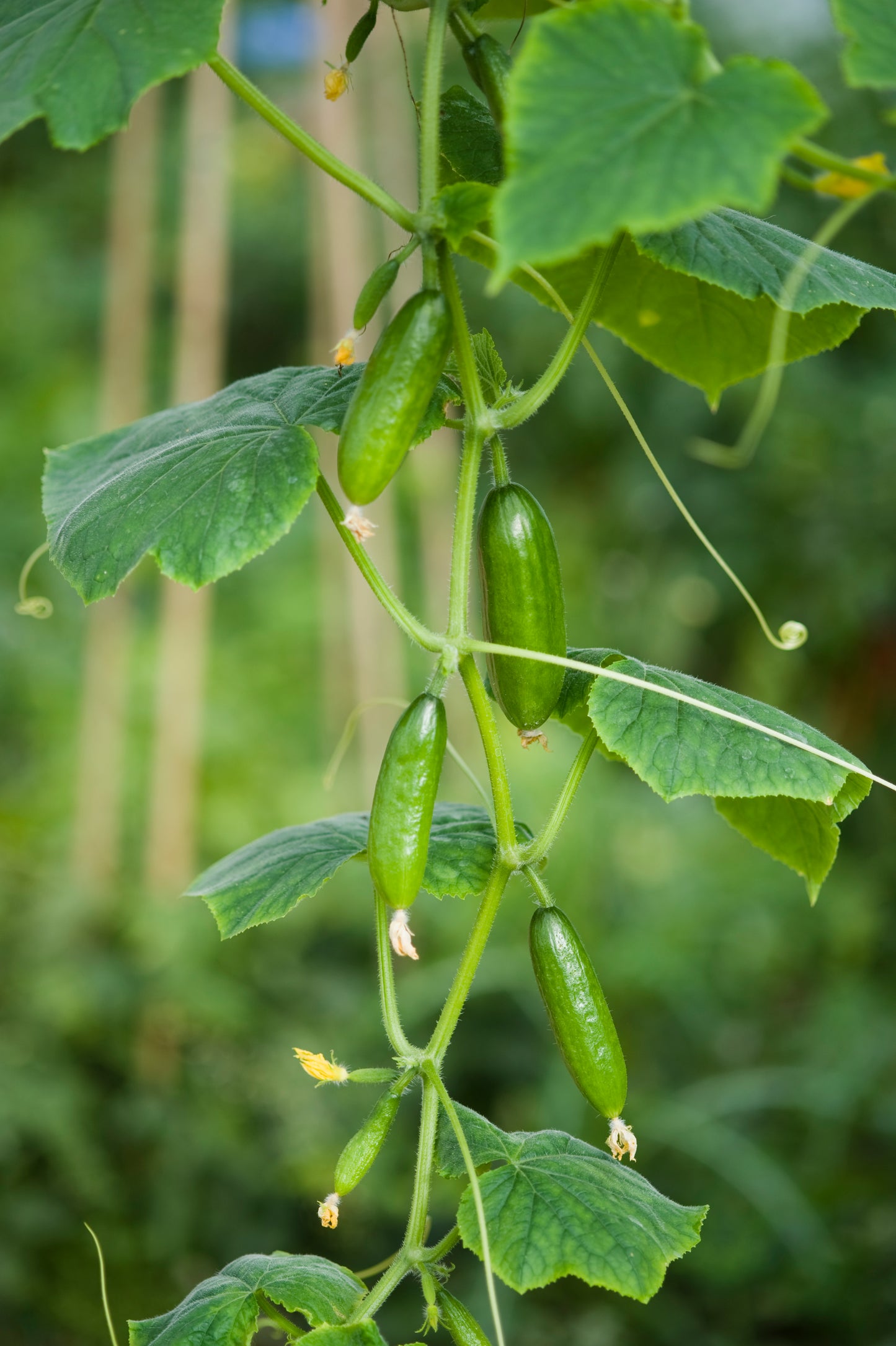 Cucumber Mini Munch F1 Hybrid Seeds