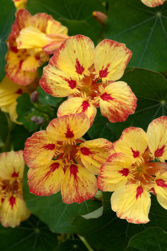 Nasturtium Ice Cream Sundae Seeds