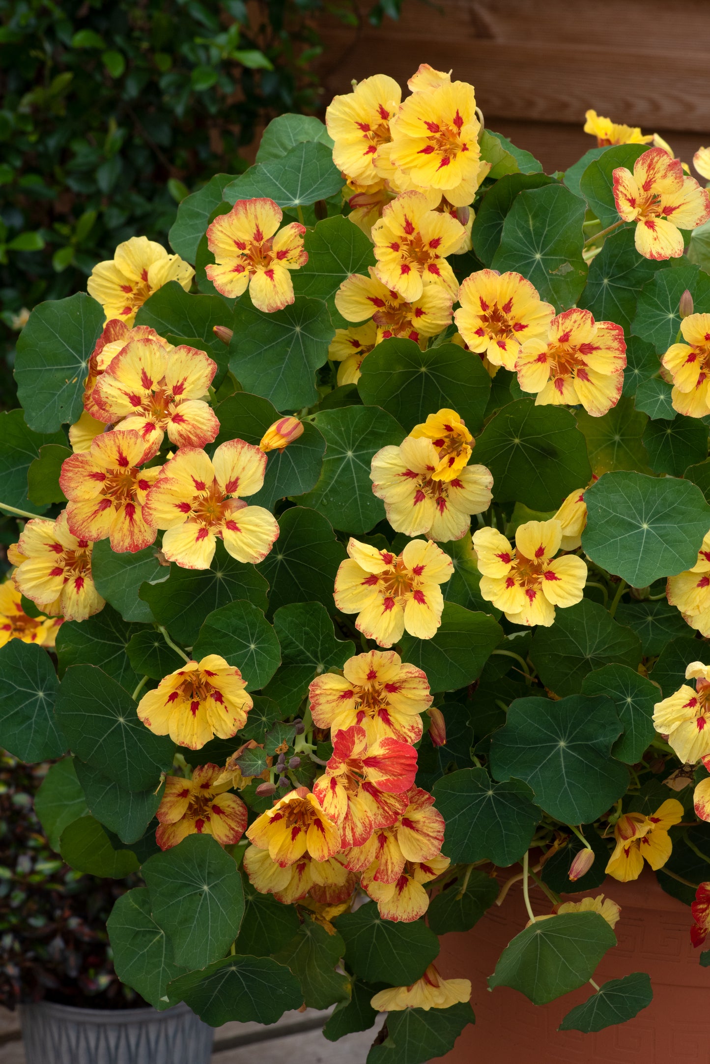 Nasturtium Ice Cream Sundae Seeds