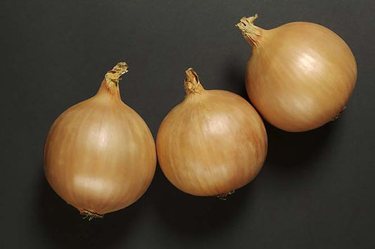 Onion Vento F1 Hybrid Seeds