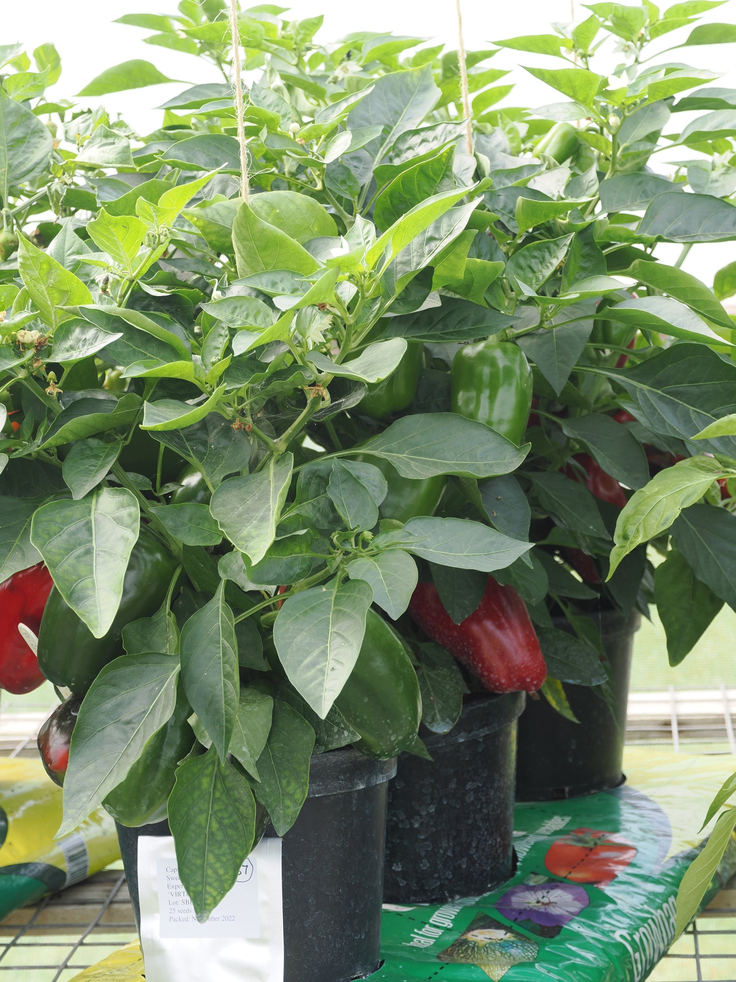 Sweet Pepper Virtue Seeds – Compact Patio Variety with Large Fruits