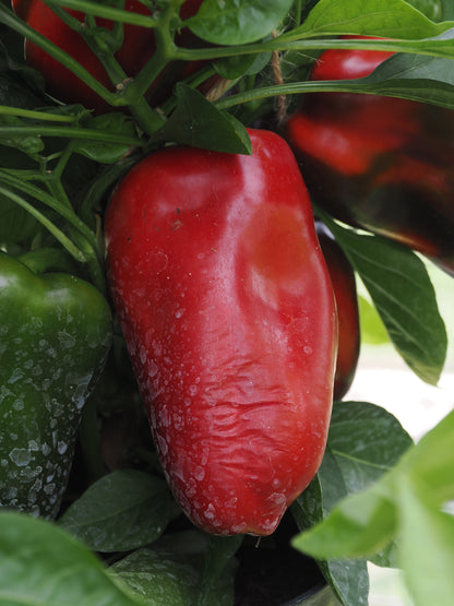 Sweet Pepper Virtue Seeds – Compact Patio Variety with Large Fruits