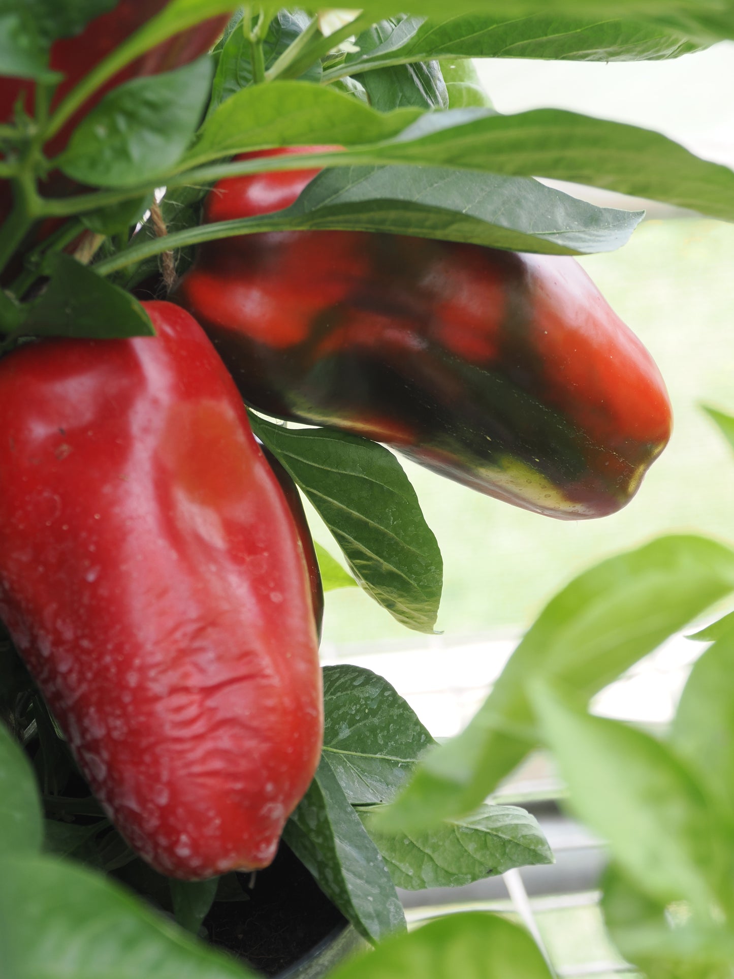 Sweet Pepper Virtue Seeds – Compact Patio Variety with Large Fruits