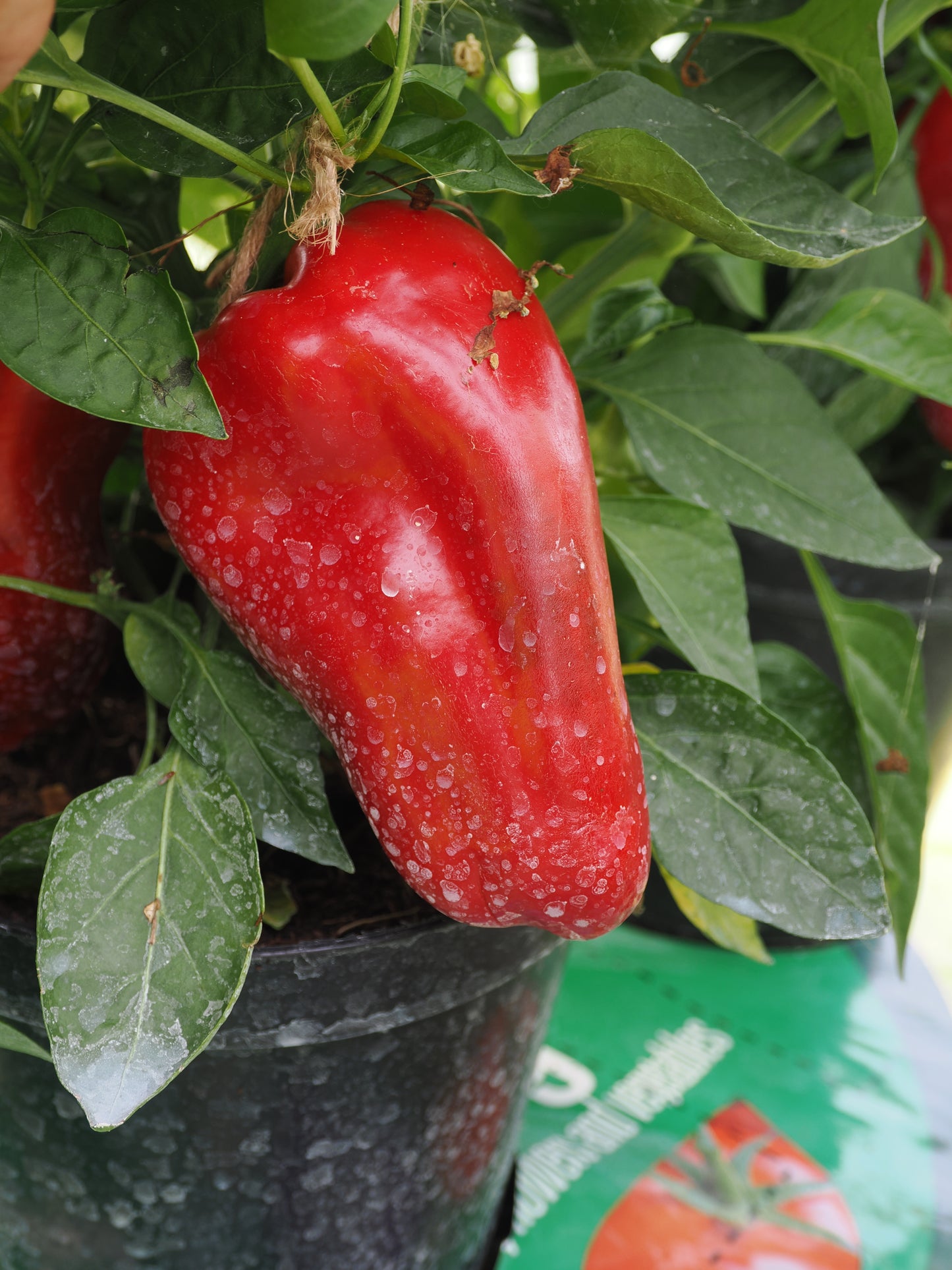 Sweet Pepper Virtue Seeds – Compact Patio Variety with Large Fruits