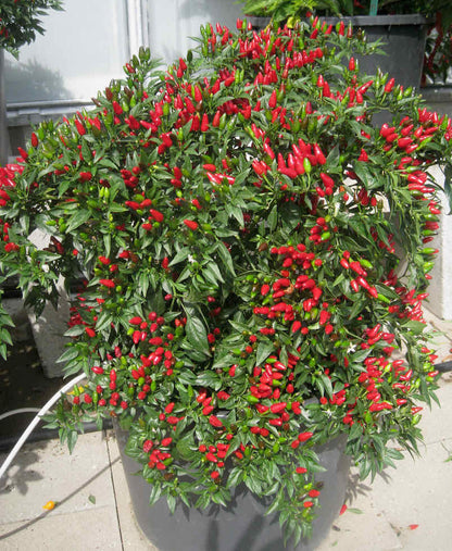 Chilli Pepper Fiery Flames Seeds - Compact High-Yield Hot Variety (86,000 SHU)