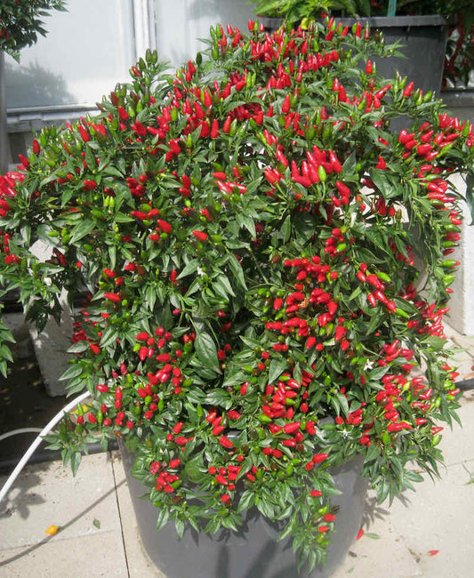 Chilli Pepper Fiery Flames Seeds - Compact High-Yield Hot Variety (86,000 SHU)