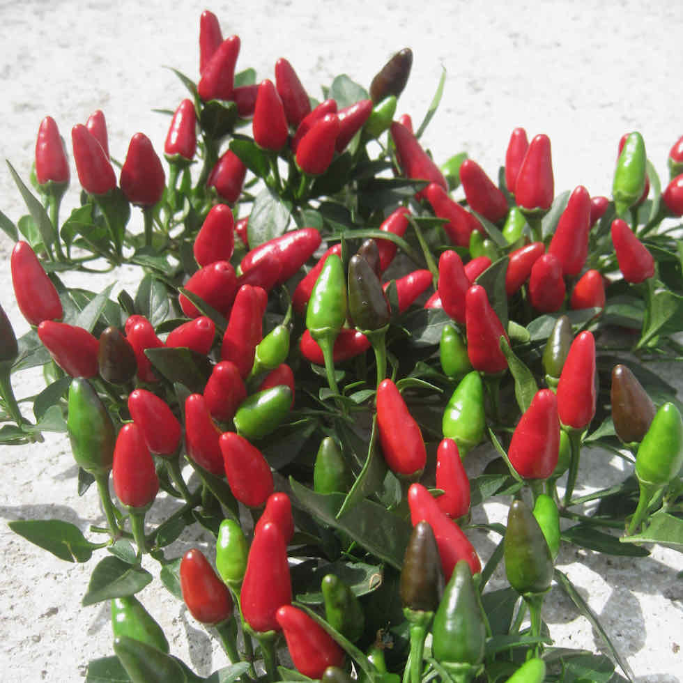 Chilli Pepper Fiery Flames Seeds - Compact High-Yield Hot Variety (86,000 SHU)