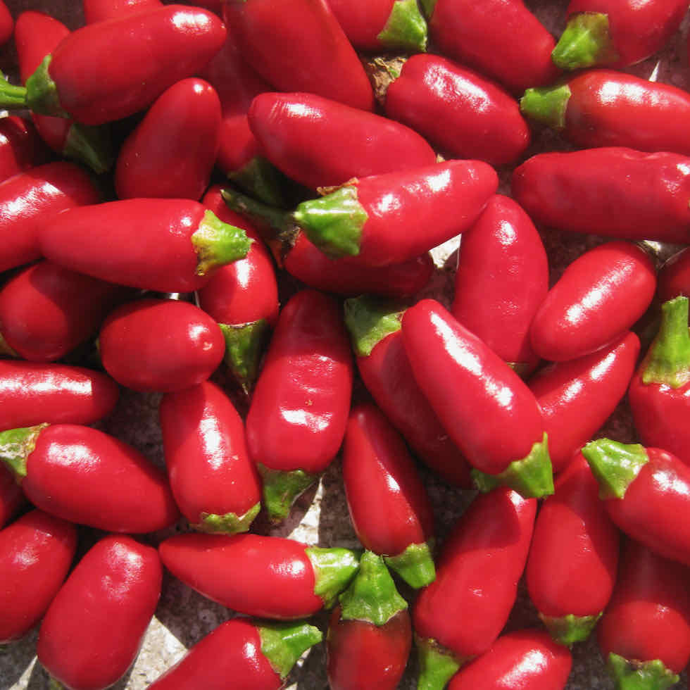 Chilli Pepper Fiery Flames Seeds - Compact High-Yield Hot Variety (86,000 SHU)