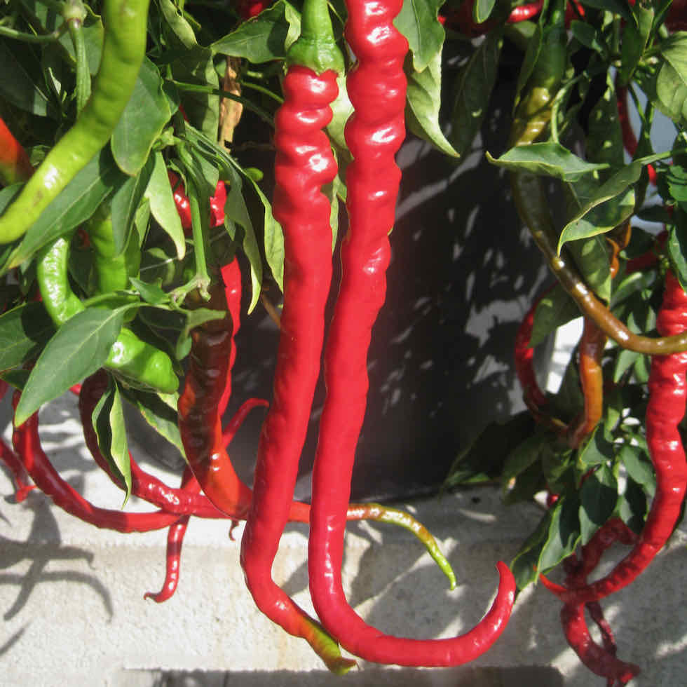 Chilli Pepper Fiery Tongues F1 Seeds - Long Curly Hot Variety (28,000 SHU)