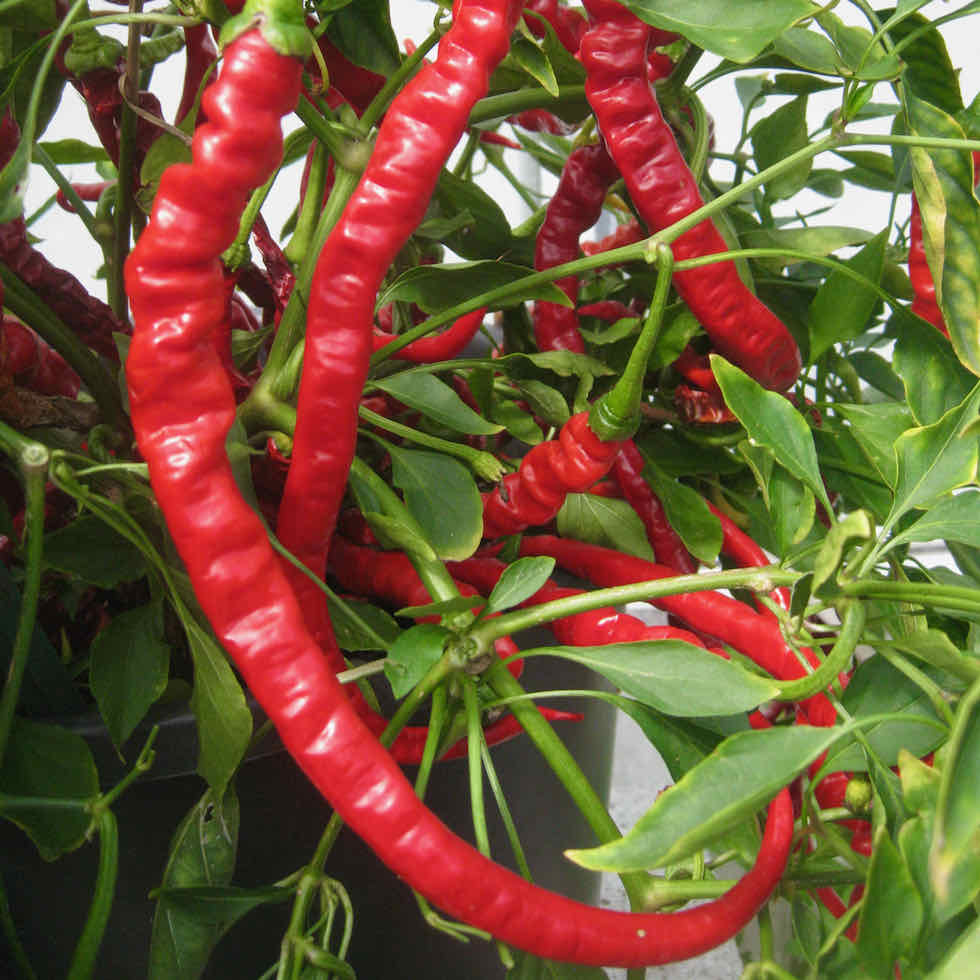 Chilli Pepper Fiery Tongues F1 Seeds - Long Curly Hot Variety (28,000 SHU)