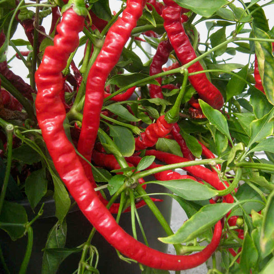 Chilli Pepper Fiery Tongues F1 Seeds - Long Curly Hot Variety (28,000 SHU)