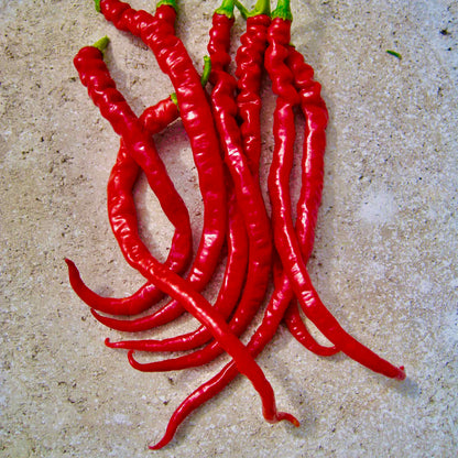 Chilli Pepper Fiery Tongues F1 Seeds - Long Curly Hot Variety (28,000 SHU)
