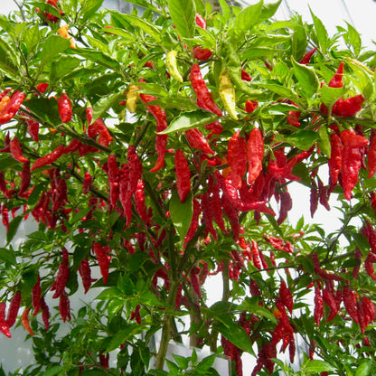 Chilli Pepper Fruity Volcano Seeds - Hot Fruity Variety (135,000 SHU)