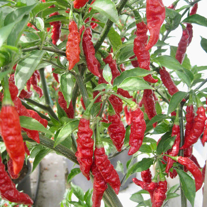 Chilli Pepper Fruity Volcano Seeds - Hot Fruity Variety (135,000 SHU)
